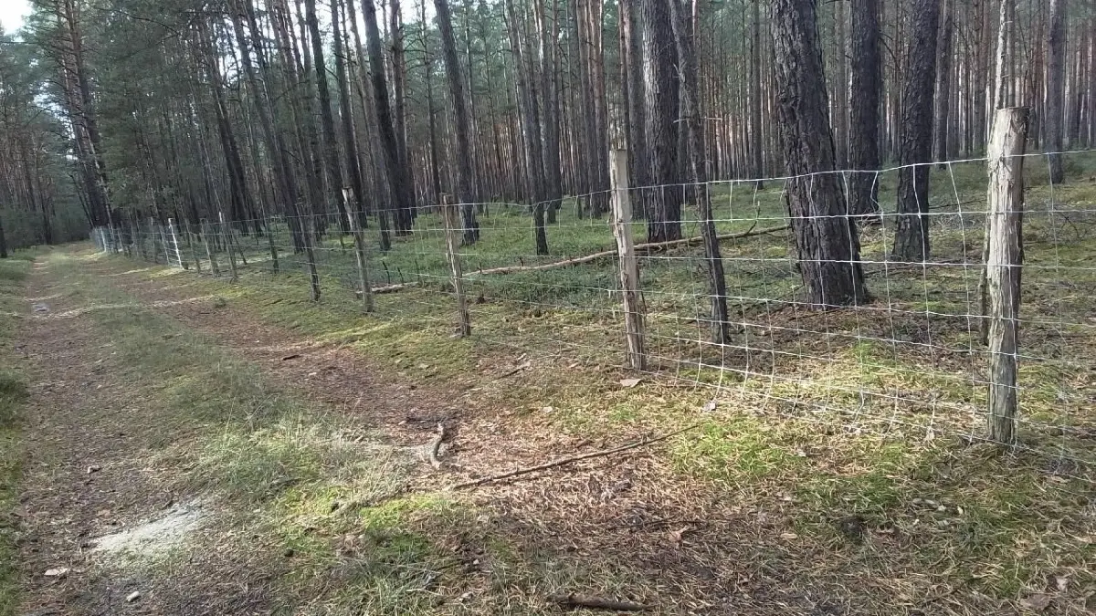 Schutzzaun gegen die Afrikanische Schweinepest in einem Wald im Landkreis Oberspreewald-Lausitz. Der Kreis verschenkt diese Zäune jetzt.