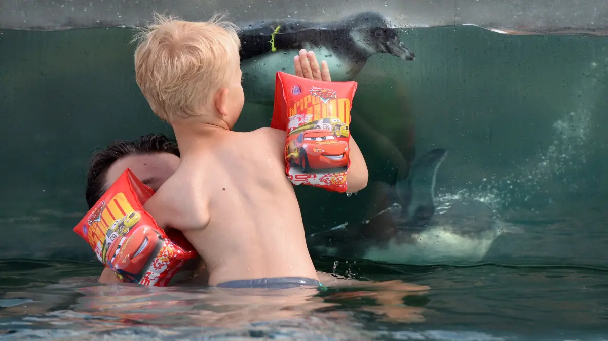 Ein kleiner Junge drückt am 18.07.2013 im Freizeitbad Spreewelten in Lübbenau/Spreewald (Landkreis Oberspreewald-Lausitz) seine Hand gegen eine Glasscheibe, hinter der ein Humboldtpinguin entlang schwimmt. Neben zwölf Elterntieren leben in dem Salzwasserbecken mittlerweile acht Jungtiere aus eigener Zucht. Foto: Matthias Balk/dpa ++ +++ dpa-Bildfunk +++
