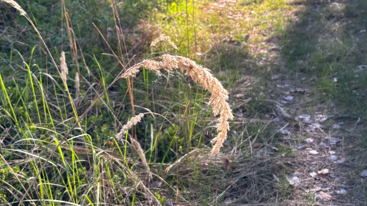 Wer solch einen gebogenen Blütenstand im Wald, auf Wiesen oder selbst im heimischen Garten sieht, sollte die Finger davonlassen. Ansonsten kann es schmerzvolle Folgen geben.