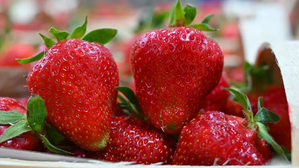 Erdbeer-Saison beginnt in Thüringen: 07.05.2026, Thüringen, Gebesee: Frische Erdbeeren liegen in Spankörben zum Start in die Erdbeersaison in Thüringen auf dem Erdbeerhof in Gebesee. Thüringenweit wurde nach vorläufigen Angaben des Landesamts für Statistik im vergangenen Jahr auf 95 Hektar Freiland Erdbeeren angebaut und Schätzungen nach rund 748 Tonnen Erdbeeren geerntet. Foto: Martin Schutt/dpa +++ dpa-Bildfunk +++