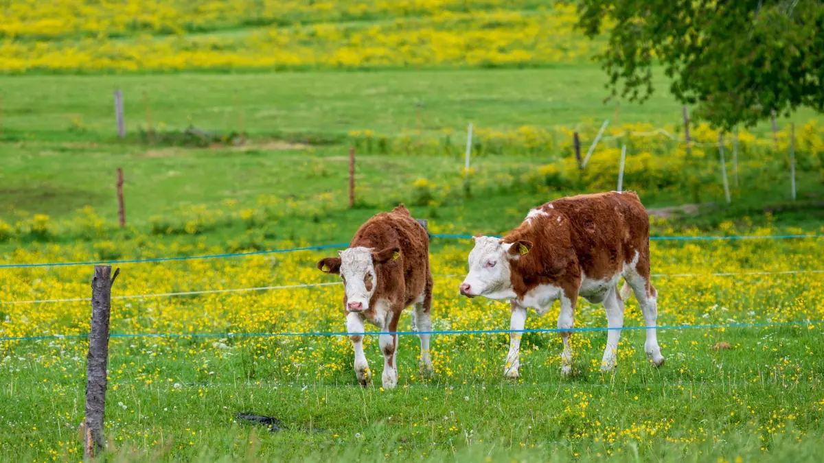 Kühe auf der Wiese: 07.05.2026, Bayern, Oberndorf: Zwei Kälber laufen auf einer satten Wiese nahe des Chiemsee. Foto: Peter Kneffel/dpa +++ dpa-Bildfunk +++
