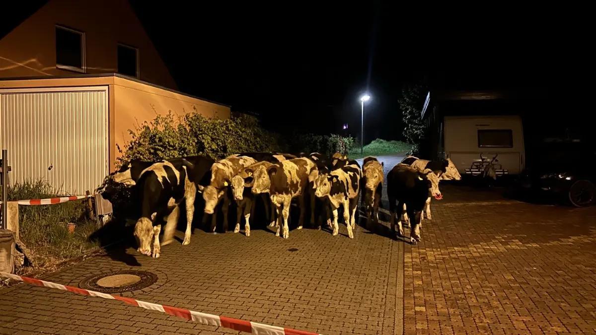 In Frankenthal sind Kühe gleich mehrmals ausgebüxt. Die Polizei in Sachsen brachte sie wieder zurück auf die Koppel.