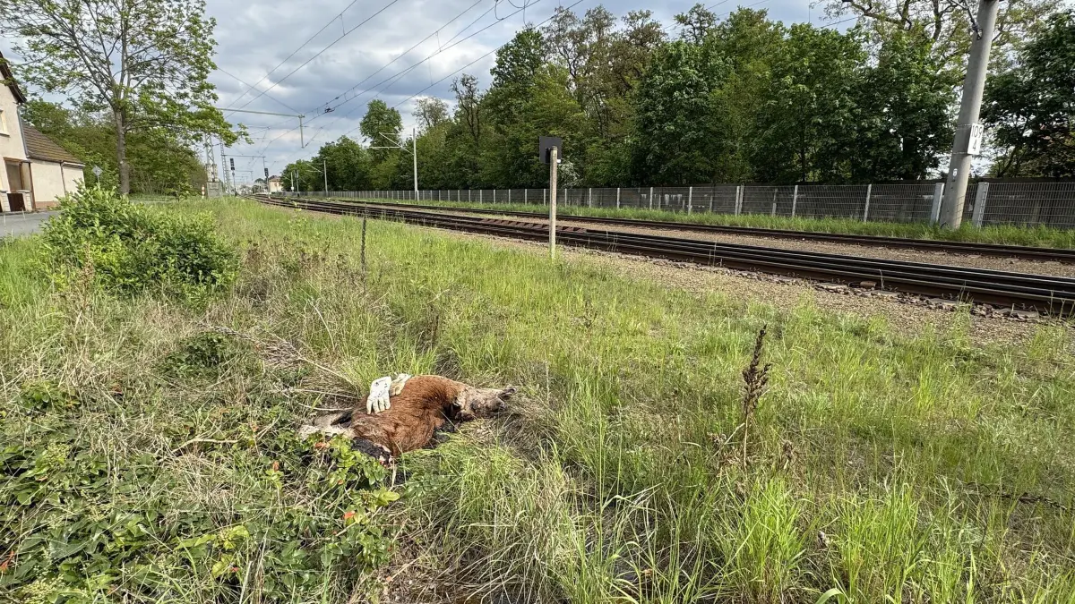 Wildunfall: Foto: Mirko Sattler; Die Deutsche Bahn sieht sich nicht im Stande, von Schienenfahrzeuge überfahrenes Rotwildam Kutteweg, kurz vor dem Bahnübergang Berliner Strasse nur wenige Meter neben dem Kutteweg, zu entsorgen. Stattdessen ziehen Mitarbeiter es nur von den Gleisen und überlassen es sich selbst neben den Gleisanlagen auf dem Gelände der Bahn. Die kadaver sind von Wildtieren schon zerfressen und ziehen jede Menge Fliegen etc an.
