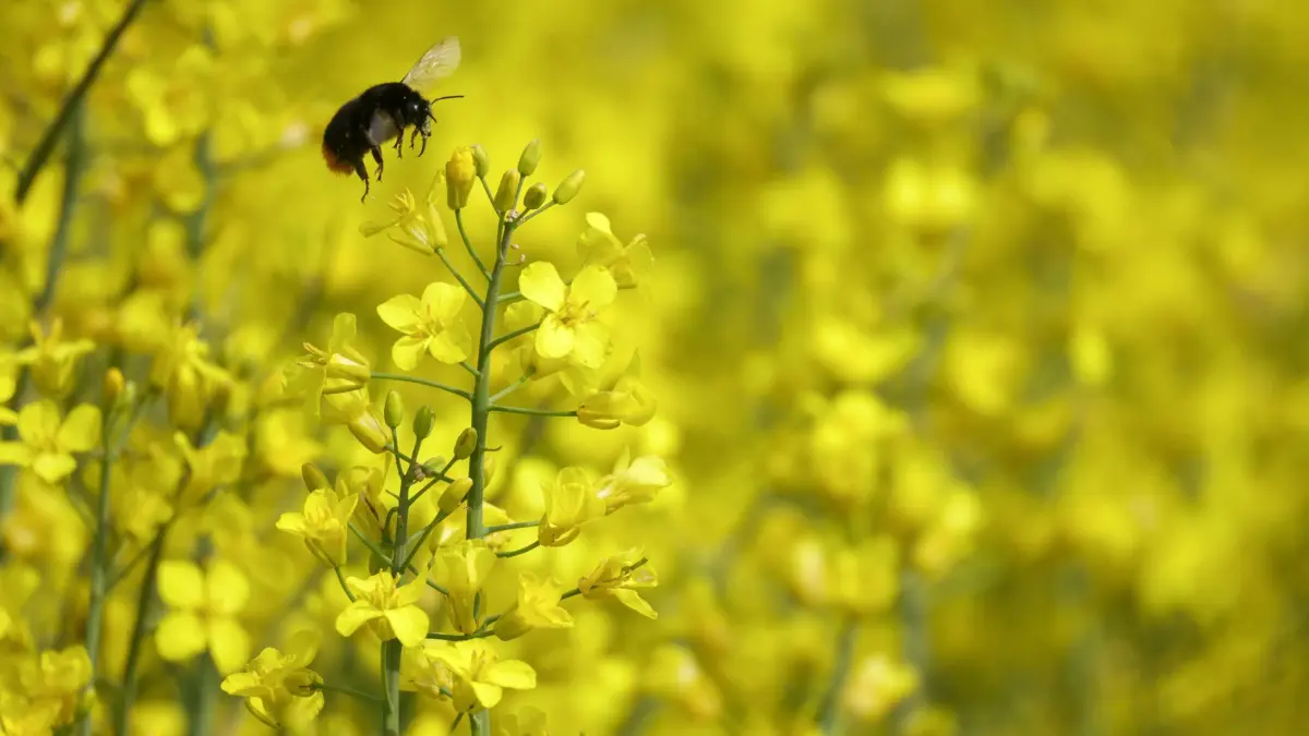 Wetter in Baden-Württemberg: 10.05.2026, Baden-Württemberg, Altheim: Eine Hummel fliegt durch ein blühendes Rapsfeld Foto: Thomas Warnack/dpa +++ dpa-Bildfunk +++