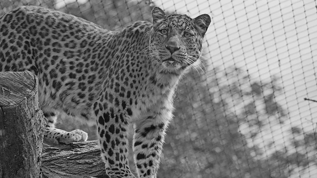 Leopard San aus dem Zoo Hoyerswerda ist verstorben.