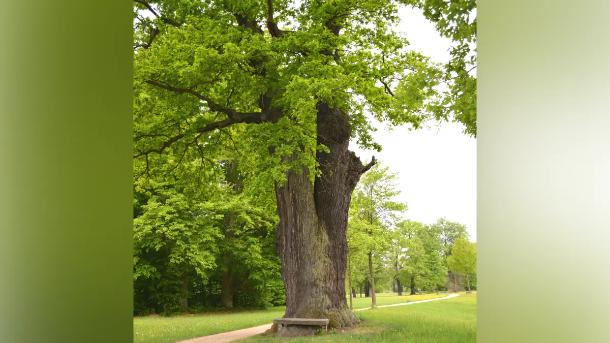 Uralt-Bäume im Muskauer Park sollen in der neuen Kategorie „Nationalerbe-Baum“ aufgenommen werden. Als eines von mehreren schützenswerten Exemplaren zählt die beeindruckende zweistämmige Stieleiche an einer Steinbank am Petzoldweg.
