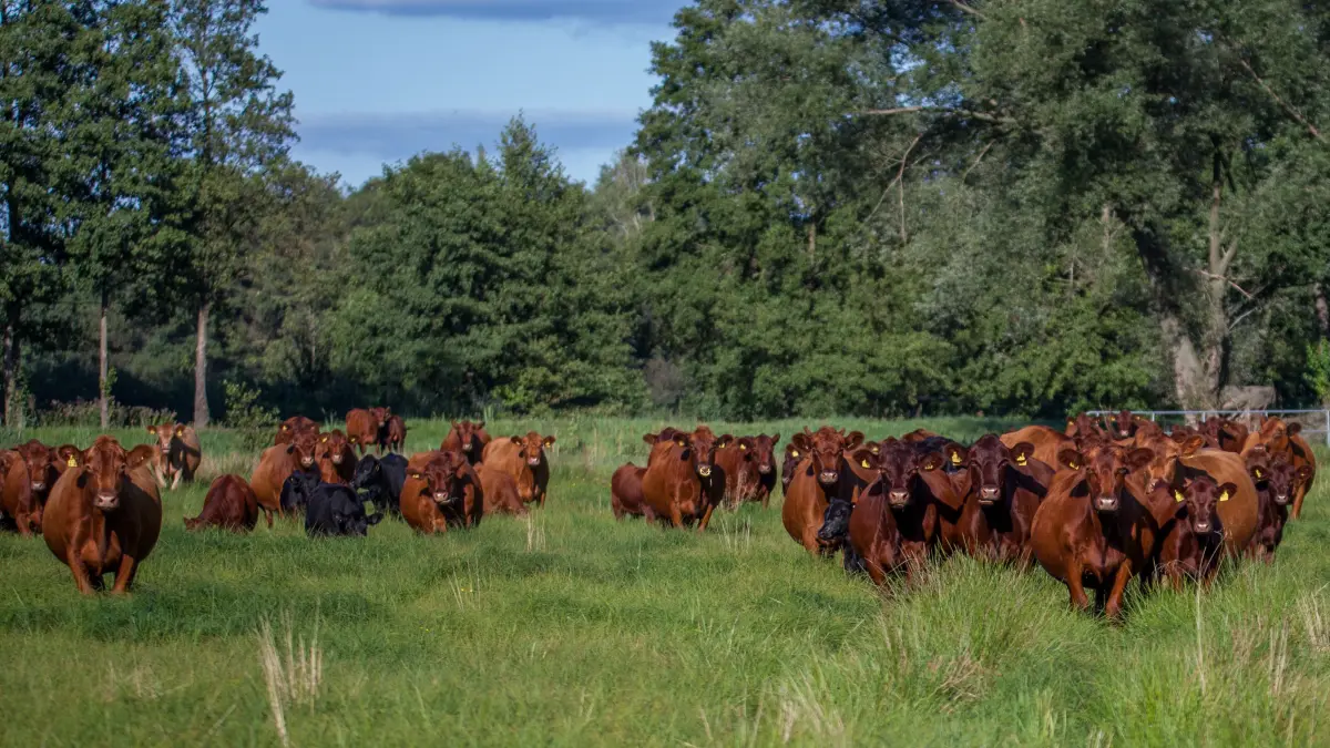 Rinder von Landwirt Alexander Buchan aus Raddusch