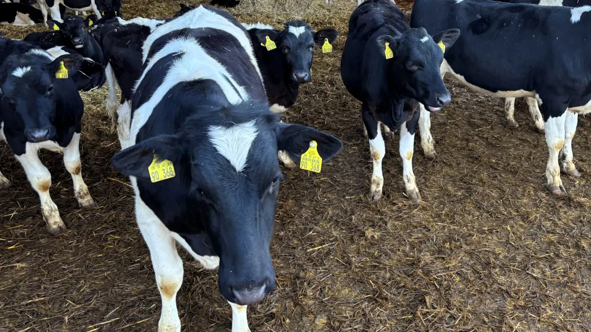 Diese Tiere standen ebenfalls nebenan im Stall in der Nacht des Diebstahls in Langennaundorf. An ihnen waren die Diebe aber offensichtlich nicht interessiert.