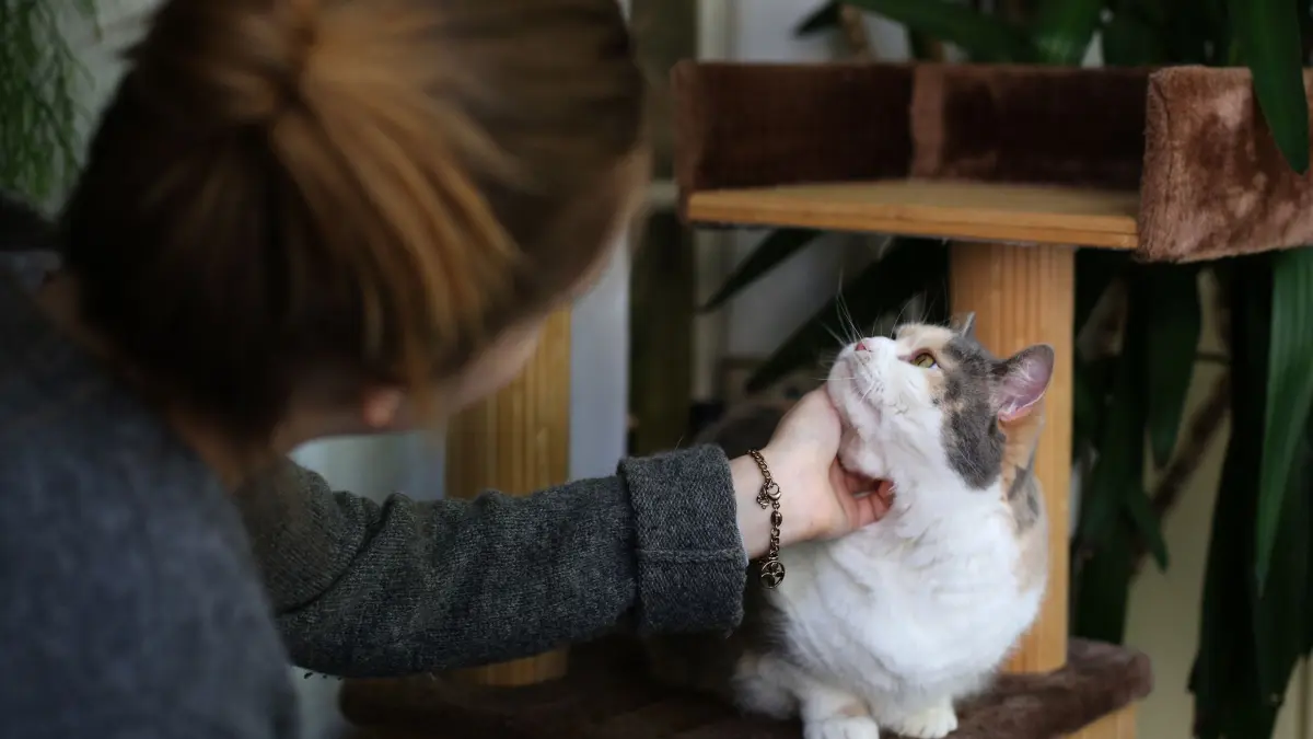 Frau streichelt eine Katze: ILLUSTRATION - Wenn Katzenhalter auf Reisen sind, sollte täglich jemand nach dem Tier schauen. (zu dpa: «Katze bleibt zu Hause: Tipps für die Urlaubszeit») Foto: Ina Fassbender/dpa-mag - Honorarfrei nur für Bezieher des Dienstes dpa-Magazin +++ dpa-Magazin +++
