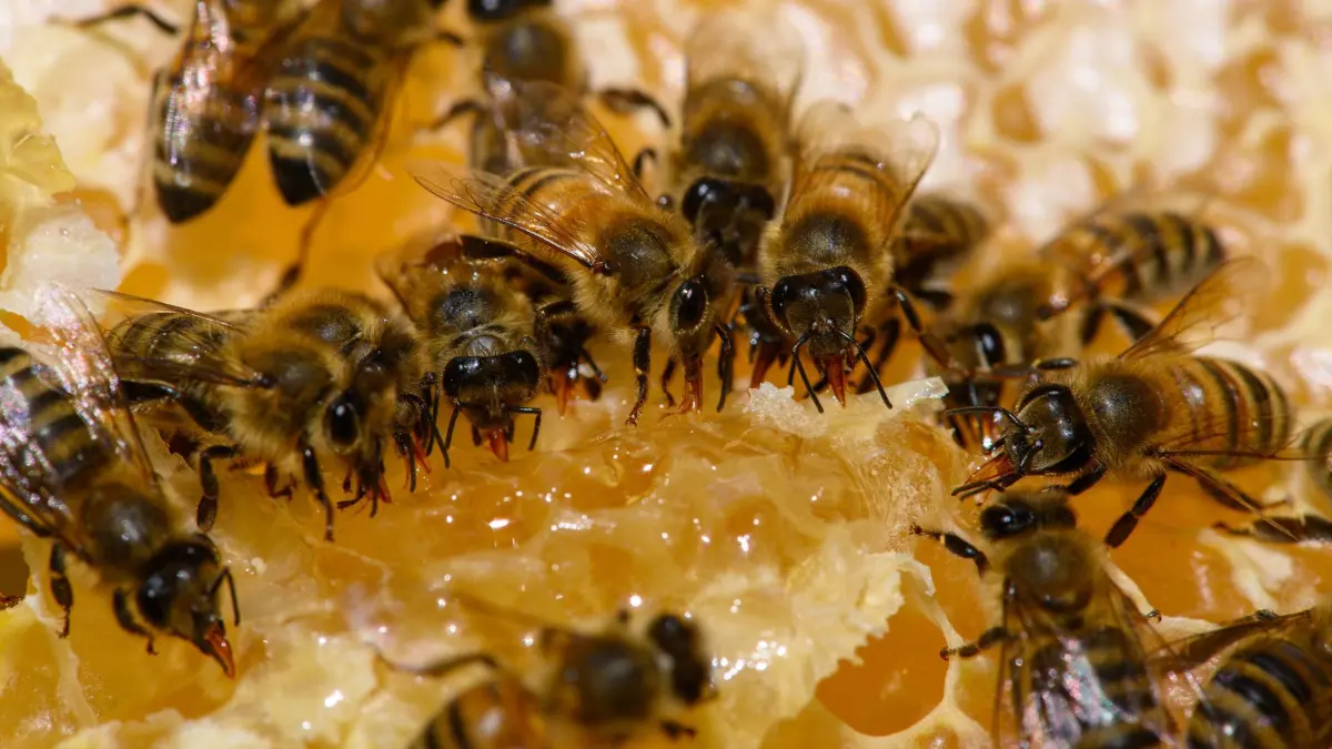 Bienen: ARCHIV - 21.08.2025, Sachsen-Anhalt, Magdeburg: Bienen sitzen auf einer Wabe und fressen Honig. (zu dpa: «Sachsen-Anhalt schmiert sich meist Importhonig aufs Brot») Foto: Klaus-Dietmar Gabbert/dpa +++ dpa-Bildfunk +++