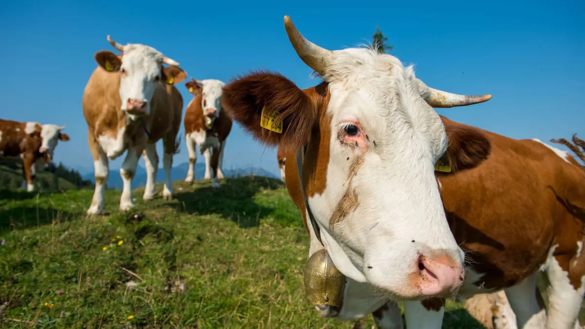 Kühe stehen auf einer Weide: 01.08.2018, Bayern, Hausham: Auge in Auge mit dem Rind - in heiklen Situationen sollte man die Tiere aber nicht mit dem Blick fixieren. (zu dpa: «Tödliche Kuh-Attacke - Hat ein Wolf etwas damit zu tun?») Foto: Lino Mirgeler/dpa/dpa-tmn +++ dpa-Bildfunk +++