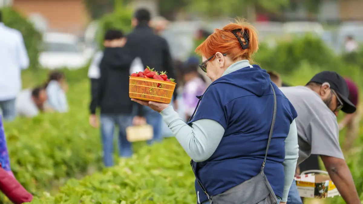 Eine Frau hält eine Schale mit selbstgepflückten Erdbeeren. Die Saison zum Selberpflücken von Erdbeeren läuft an. Regional gibt es Unterschiede, je nach Witterung und Lage. Südhessen ist früher dran, während sich z.B. die Wetterau stellenweise noch Zeit lässt. +++ dpa-Bildfunk +++