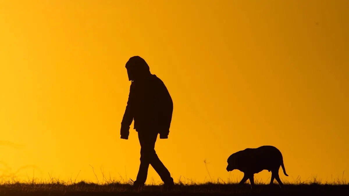 Hundespaziergang: ARCHIV - 05.03.2021, Niedersachsen, Hannover: Ein Mann spaziert mit einem Hund bei Sonnenaufgang über einen Feldweg. (zu dpa: «Hundefestival an der F60: Musik und Gassi-Gehen») Foto: Julian Stratenschulte/dpa +++ dpa-Bildfunk +++