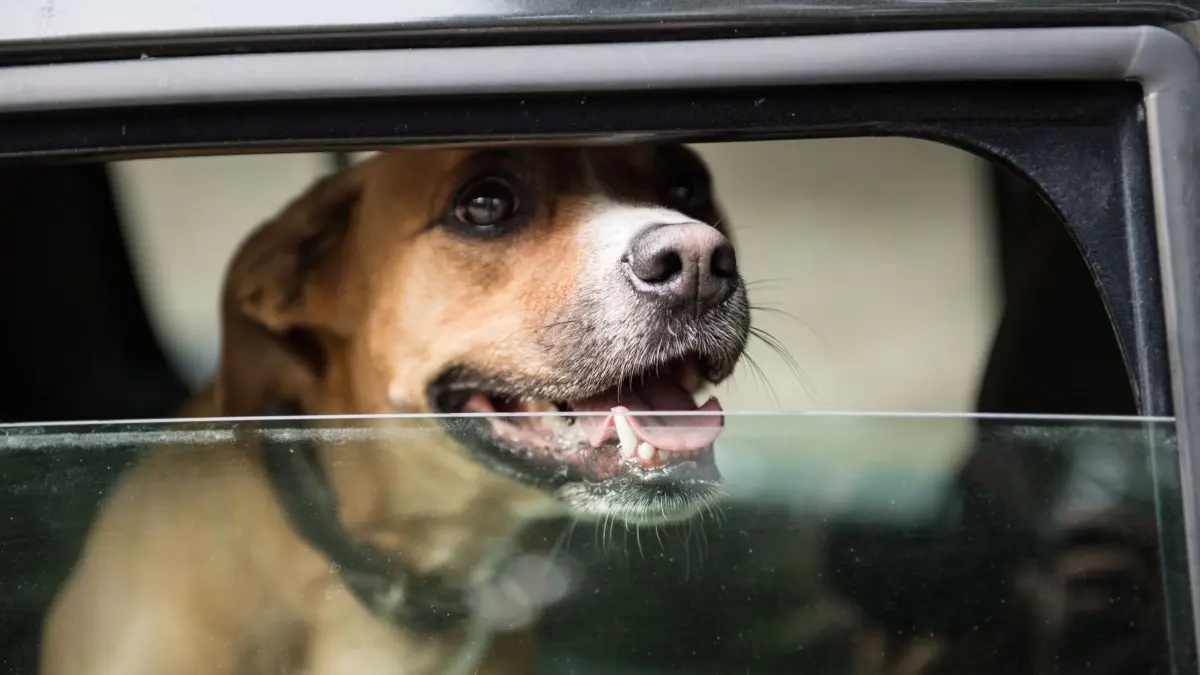 Hund hechelt bei halb geöffneten Fenster im Auto: ILLUSTRATION - Ein offener Spalt reicht? Nein, ein abgestelltes Auto kann sich auch mit leicht geöffneten Fenstern sehr schnell aufheizen. (zu dpa: «Kind im heißen Auto entdeckt? So sollte man nun handeln») Foto: Robert Günther/dpa-tmn - Honorarfrei nur für Bezieher des dpa-Themendienstes +++ dpa-Themendienst +++