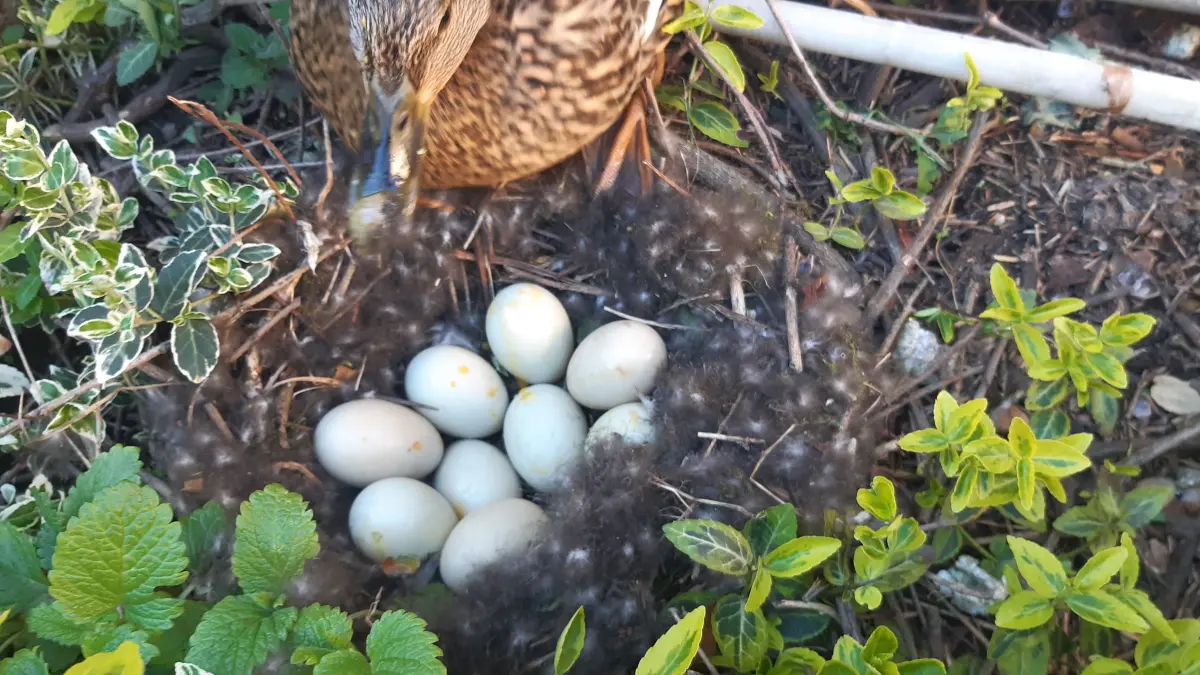 Im geschützten Beet des Nachbargrundstücks hatte die Entenmutter ihr Nest angelegt – hier fanden Schulzes die Eier.
