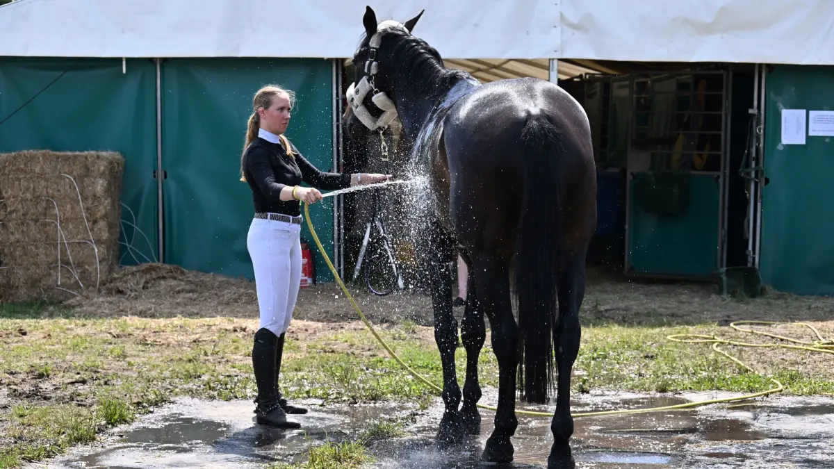 Sielow Reiten Pfingsten 2026: Willkommene Abwechslung - Pferdedusche zwischendurch.
Erstklassigen Reitsport gab es am vergangenen Wochenende beim 54. Pfingst- Reit- und Springturnier des Reitvereins Sielow im Reitstadion Sielow. Rund 700 Nennungen mit 350 Reiter-Pferd-Paaren zu den einzelnen Prüfungen konnten die Veranstalter in diesem Jahr verzeichnen. Auf dem Programm der drei Turniertage standen 21 Springprüfungen, darunter gleich fünf Springen der schweren Klasse. Einer der Höhepunkte war auch in diesem Jahr der mit 6 000 Euro dotierte Große Preis der Sparkasse Spree-Neiße am Pfingstsonntagnachmittag. Die S** Prüfung, die zugleich die Qualifikation für Reiten & Zuchtstartplatz beim CSI in Neustadt/Dosse 2026 war, gewann im Stechen wie im Vorjahr Johanna Zander-Keil von der TSG Ponnyfarm Berlin Kladow e.V. auf Boleybawn Actor in einer Zeit von 41,45 Sekunden und Null Fehlern.