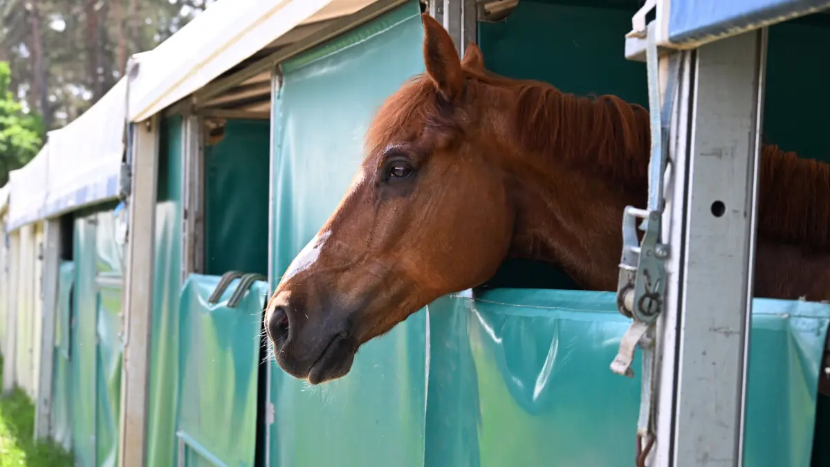 Sielow Reiten Pfingsten 2026: Für die Pferde standen 160 Boxen zur Verfügung.
Erstklassigen Reitsport gab es am vergangenen Wochenende beim 54. Pfingst- Reit- und Springturnier des Reitvereins Sielow im Reitstadion Sielow. Rund 700 Nennungen mit 350 Reiter-Pferd-Paaren zu den einzelnen Prüfungen konnten die Veranstalter in diesem Jahr verzeichnen. Auf dem Programm der drei Turniertage standen 21 Springprüfungen, darunter gleich fünf Springen der schweren Klasse. Einer der Höhepunkte war auch in diesem Jahr der mit 6 000 Euro dotierte Große Preis der Sparkasse Spree-Neiße am Pfingstsonntagnachmittag. Die S** Prüfung, die zugleich die Qualifikation für Reiten & Zuchtstartplatz beim CSI in Neustadt/Dosse 2026 war, gewann im Stechen wie im Vorjahr Johanna Zander-Keil von der TSG Ponnyfarm Berlin Kladow e.V. auf Boleybawn Actor in einer Zeit von 41,45 Sekunden und Null Fehlern.