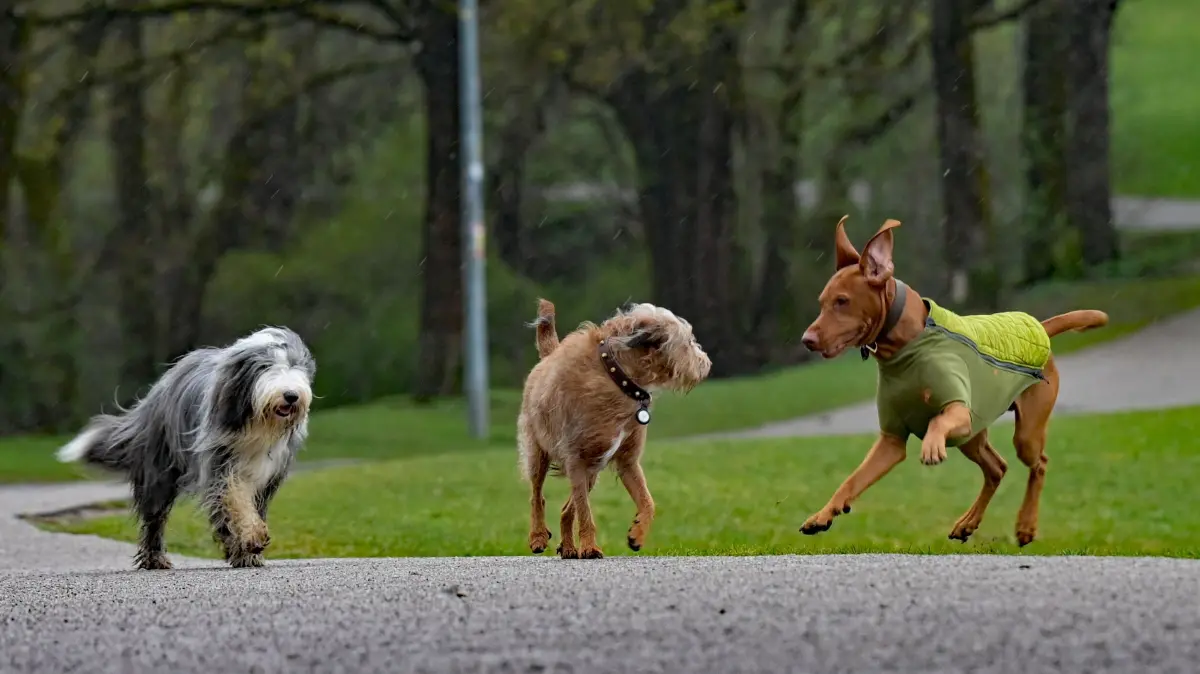 Ohne Leine mit anderen Hunden spielen: Das soll künftig auch in Strausberg möglich sein. Es gibt einen erneuten Anlauf für ein Hundeauslaufgebiet in der Stadt am See. (Symbolbild)