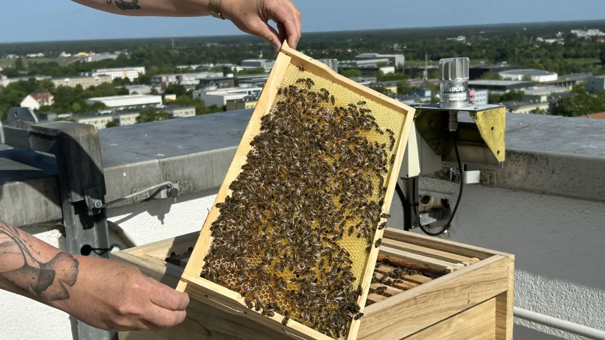 Corinna Lehnig zeigt das Bienenvolk auf dem Dach vom Holiday Inn-Hotel in Cottbus. Sie ist nicht nur Servicemanagerin im Hotel, sondern auch Imkerin und kümmert sich um die Bienen.