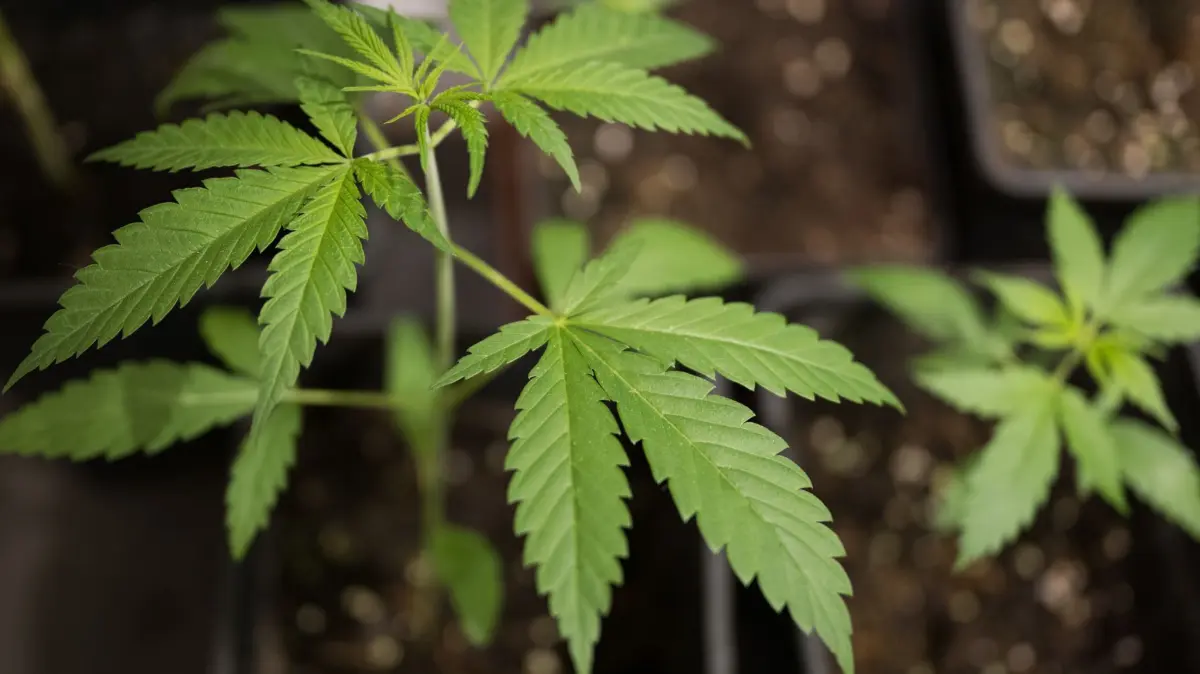 Cannabis-Anbau: ARCHIV - 20.02.2024, Berlin: Eine Hanf-Pflanze. Aus ihr lässt sich Cannabis gewinnen. (zu dpa: «Drogenbande verurteilt – Illegale Plantagen flogen auf») Foto: Sebastian Gollnow/dpa +++ dpa-Bildfunk +++