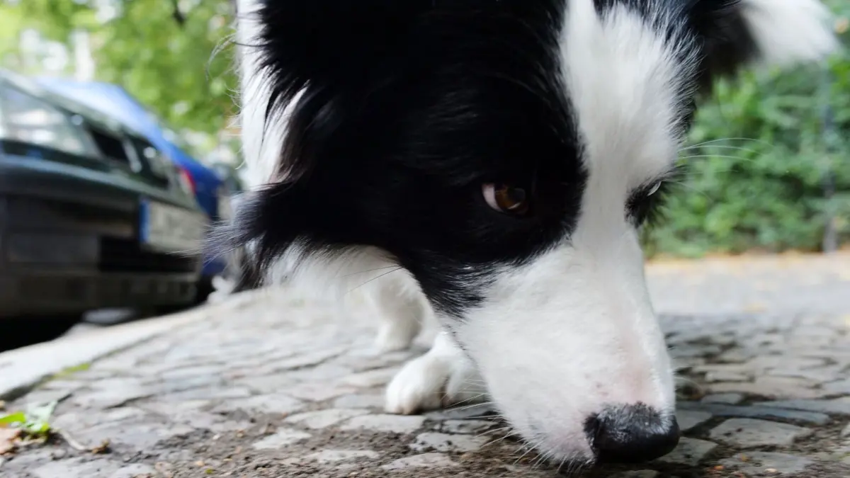 ARCHIV - 01.08.2016, Berlin: Border Collie Mumpitz schnüffelt sich bei einem Spaziergang durch sein Revier. Nach Einschätzung des Präsidenten der Thüringer Landestierärztekammer sind Giftköder selten ein Grund, weshalb Haustiere behandeln werden müssen. (zu dpa: «Hund stirbt nach Spaziergang - Giftköder in Sülfeld vermutet») Foto: Maurizio Gambarini/dpa +++ dpa-Bildfunk +++