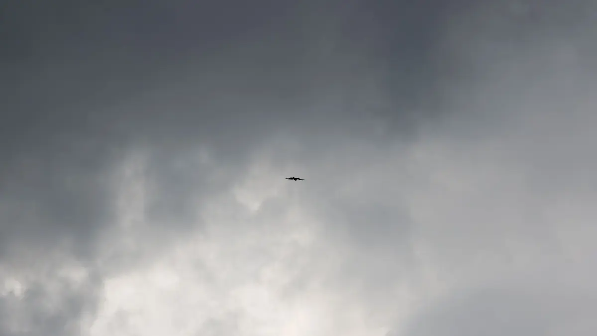 Wetter in Köln: 01.06.2026, Nordrhein-Westfalen, Köln: Ein Raubvogel fliegt am Himmel vor dunklen Wolken. Foto: Rolf Vennenbernd/dpa +++ dpa-Bildfunk +++
