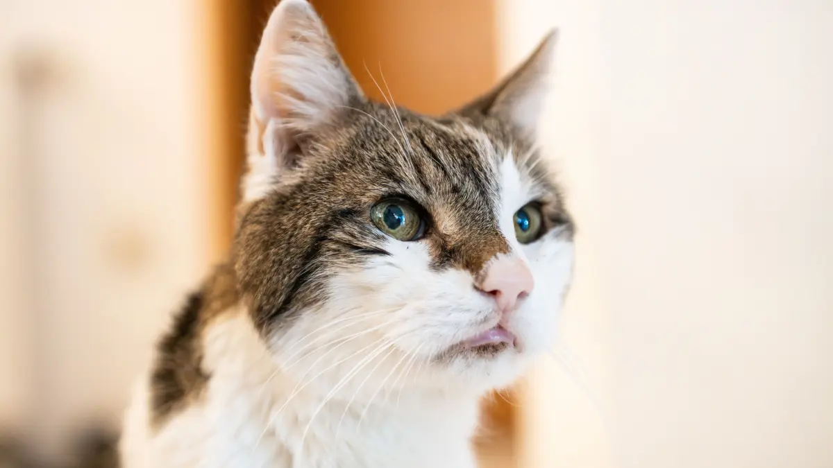 Ein Kater. (Symbolbild)