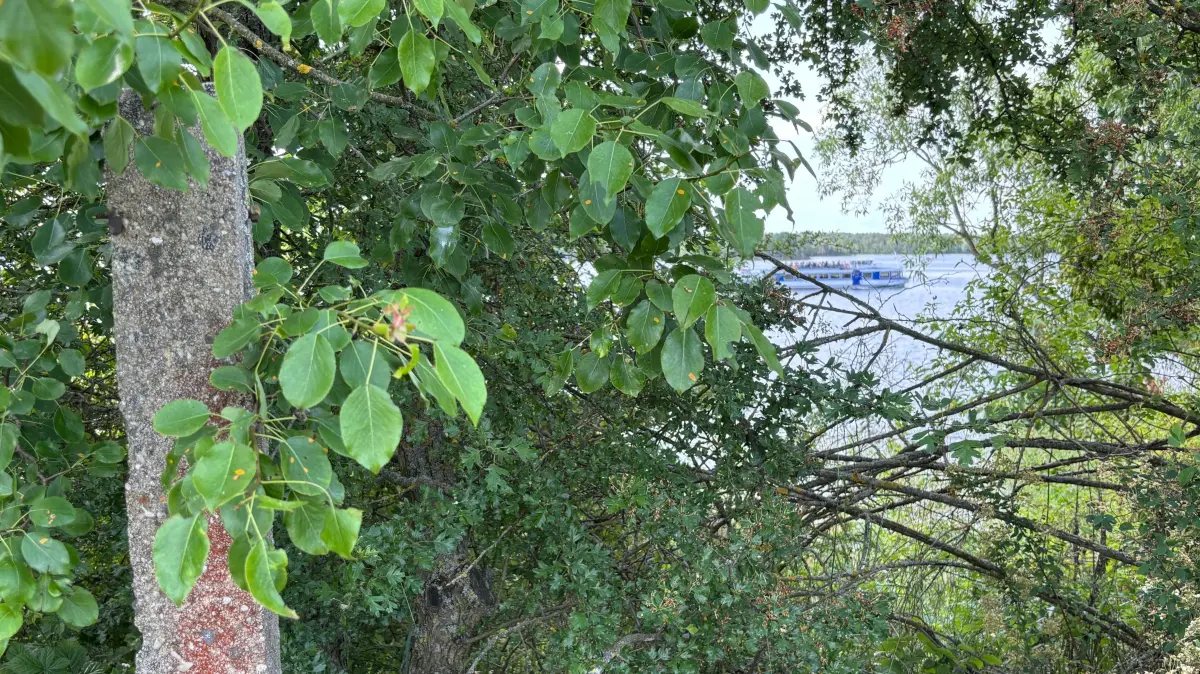 Diese merkwürdigen Zaunpfähle befinden sich entlang des Rundweges um den Senftenberger See zwischen Buchwalde und Großkoschen.