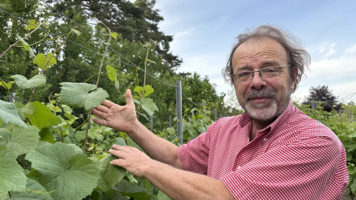 Torsten Arlt ist Hobbywinzer. Er baut in Grünewalde, einem Ortsteil von Lauchhammer, Wein an. Am kommenden Wochenende verrät er Besuchern das eine oder andere Geheimnis.