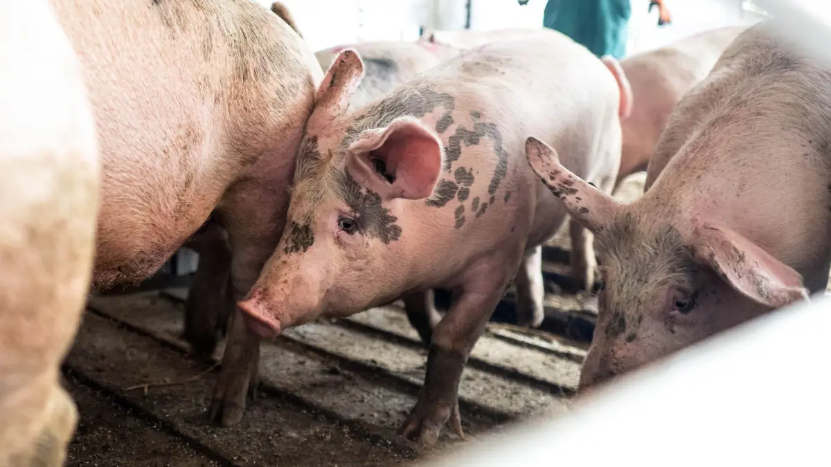 Schlachthof: ARCHIV - 16.07.2025, Niedersachsen, Lohne: Schweine werden in einem Transporter zu einem Schlachthof gebracht. (zu dpa: «Heimliche Videos aus Schlachthof – Aktivisten müssen zahlen») Foto: Sina Schuldt/dpa +++ dpa-Bildfunk +++