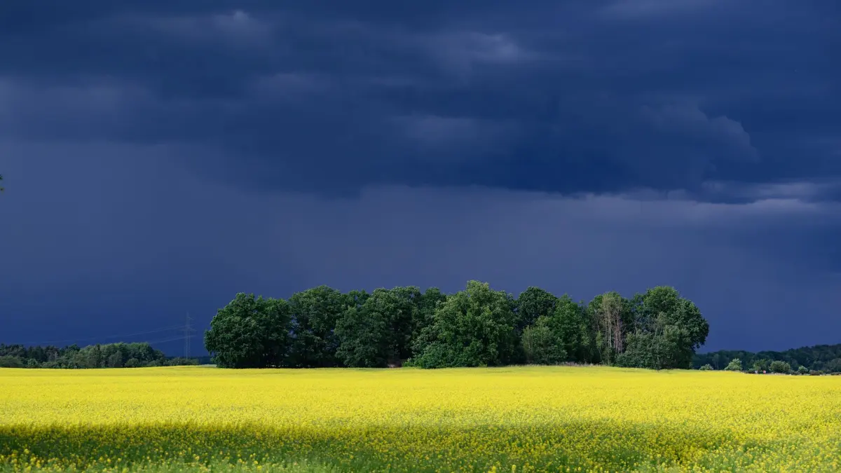 Wetter in Sachsen: ARCHIV - 04.06.2026, Sachsen, Lomske: Dunkle Wolken ziehen über ein Rapsfeld nahe dem Dorf in der sächsischen Oberlausitz. (zu dpa: «Mit Gewittern und Hagel: Wetter bleibt wechselhaft») Foto: Robert Michael/dpa +++ dpa-Bildfunk +++