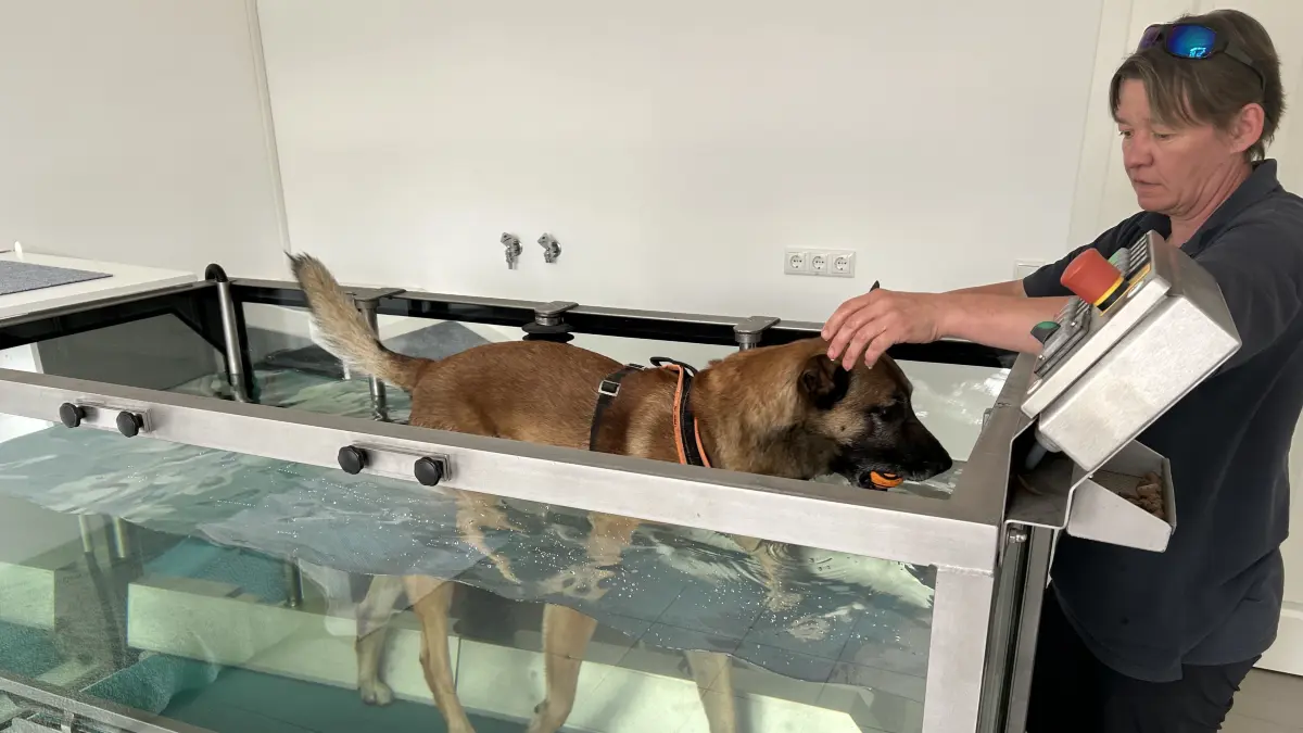 Mirja Topp hat eine Praxis für Tierphysiologie in Sorno, Orsteil von Finsterwalde, eröffnet. Beim Unterwasserlaufband kann sie unter anderem sehen, wie sich der Hund fortbewegt und ob er beispielsweise eine Pfote nicht richtig aufsetzt.