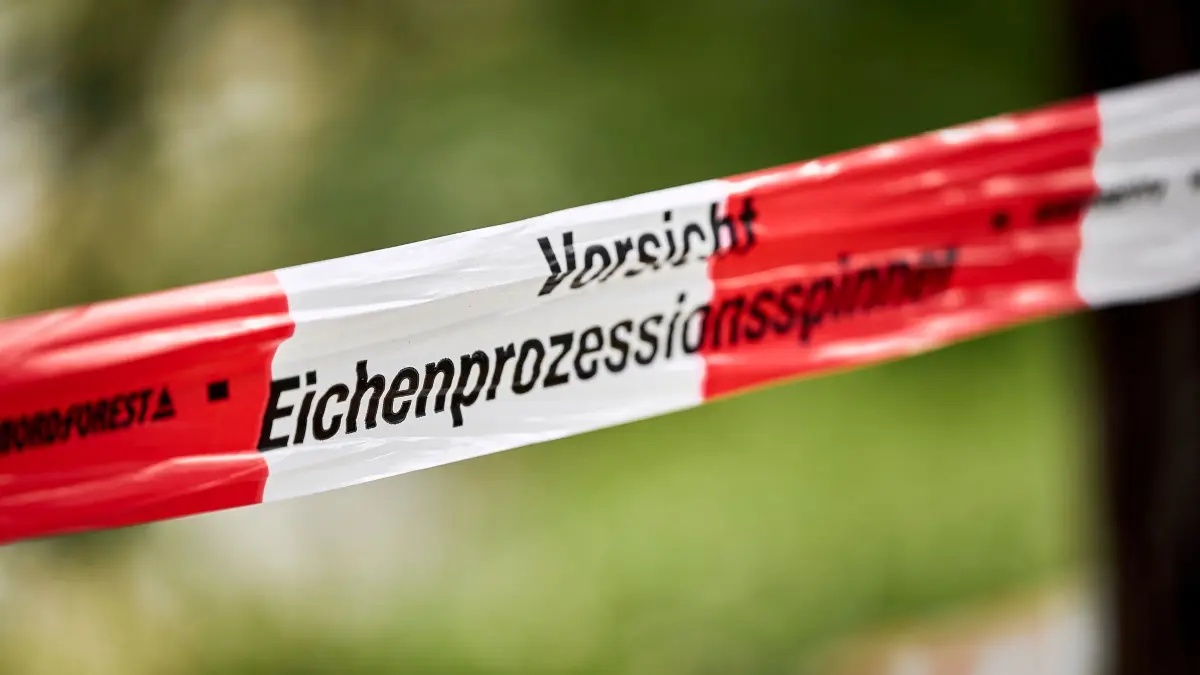 Massiver Ausbruch des Eichenprozessionsspinners in Berlin: 12.06.2026, Berlin: Absperrbänder mit der Aufschrift „Vorsicht Eichenprozessionsspinner“ machen im Stadtteil Jungfernheide auf die Gefahr aufmerksam, die von den Raupen ausgeht.
Angesichts der Plage durch die Raupe des Eichenprozessionsspinners in Berlin will der Senat mit den Bezirken über Schutzmaßnahmen beraten. Foto: Michael Ukas/dpa +++ dpa-Bildfunk +++