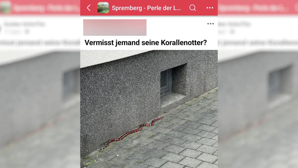 Schlange Spremberg Trattendorfer Hof ausgebüxt aus facebook