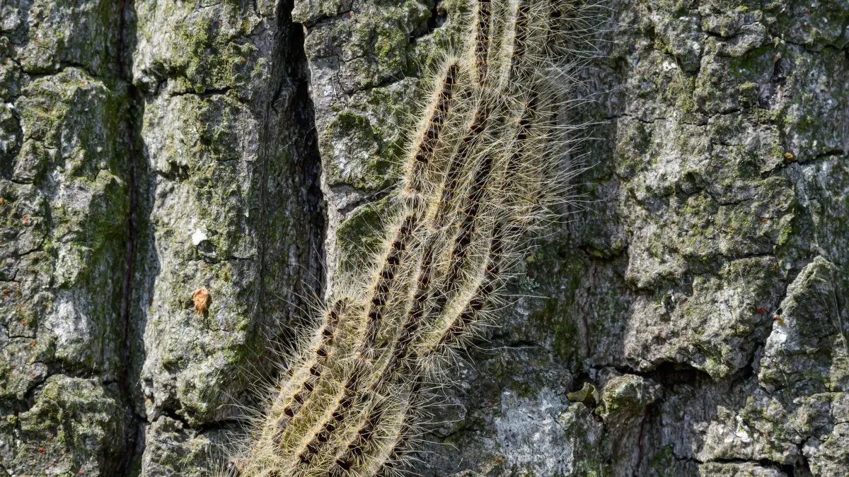Eichenprozessionsspinner