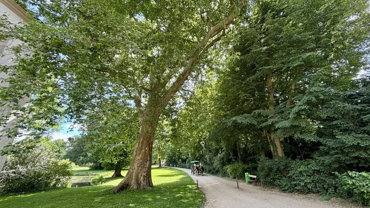 Der Muskauer Park zeigt sich im Sommer 2026 von seiner besten und grünen Seite. Den großen Parkbäumen müssen die Mitarbeiter viel Aufmerksamkeit schenken.