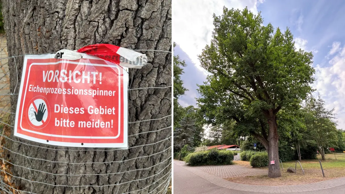 Ein am Eichenstamm festgemachtes Schild in der Straße Am Burglehn in Lübben warnt vor dem Eichenprozessionsspinner.