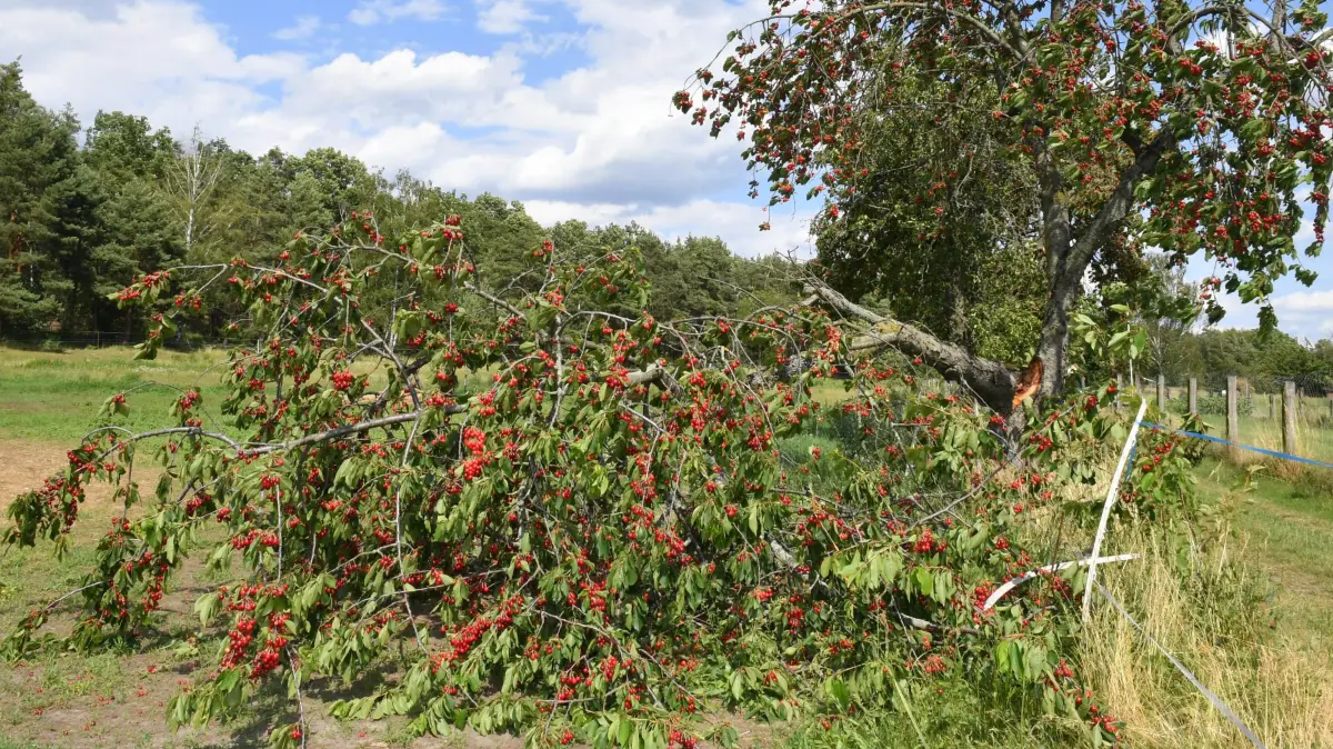 Das Herz blutet - überall rote Punkte – Wegen der Masse an Früchten brechen die voll gefüllten Äste von den Obstbäumen: Das Herz blutet - überall rote Punkte – Wegen der Masse an Früchten brechen die voll gefüllten Äste von den Obstbäumen
- Zwischen Hohenleipisch und Döllingen hängen die Bäume derart voll mit jeweils Zehntausenden Kirschen, dass die Äste von den Bäumen abbrechen