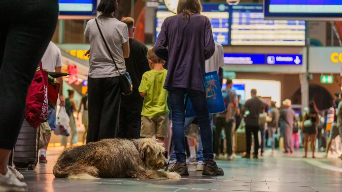Schlange am Serviceschalter der Bahn: Nach der Störung bei der Deutschen Bahn läuft der Zugverkehr wieder an. Viele Fahrgäste fragen sich: Was gibt es nun für Entschädigungen? (zu dpa: «Bundesweiter Bahn-Ausfall: Welche Entschädigungen gibt es?») Foto: Andreas Arnold/dpa/dpa-tmn - Honorarfrei nur für Bezieher des dpa-Themendienstes +++ dpa-Themendienst +++