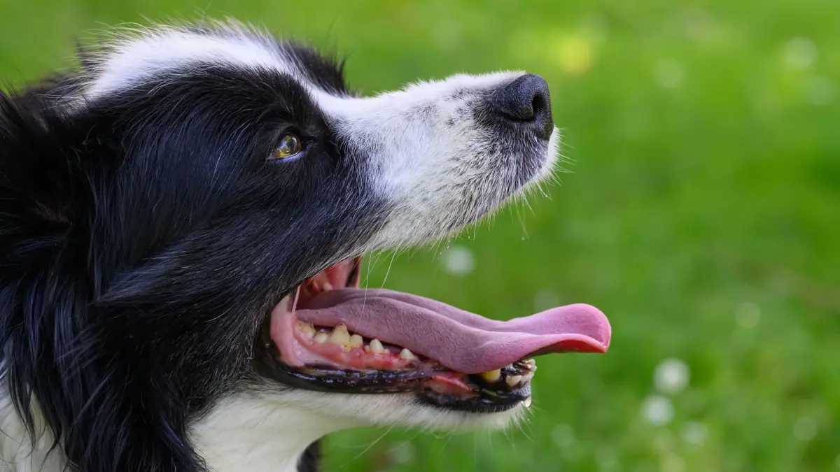 Hitze in Deutschland - Brandenburg: 25.06.2026, Brandenburg, Sieversdorf: Die Bordercolliehündin Tilda liegt im Schatten eines Gartens und hechelt mit geöffnetem Maul, um so ihre Körpertemperatur zu regulieren. Foto: Patrick Pleul/dpa +++ dpa-Bildfunk +++