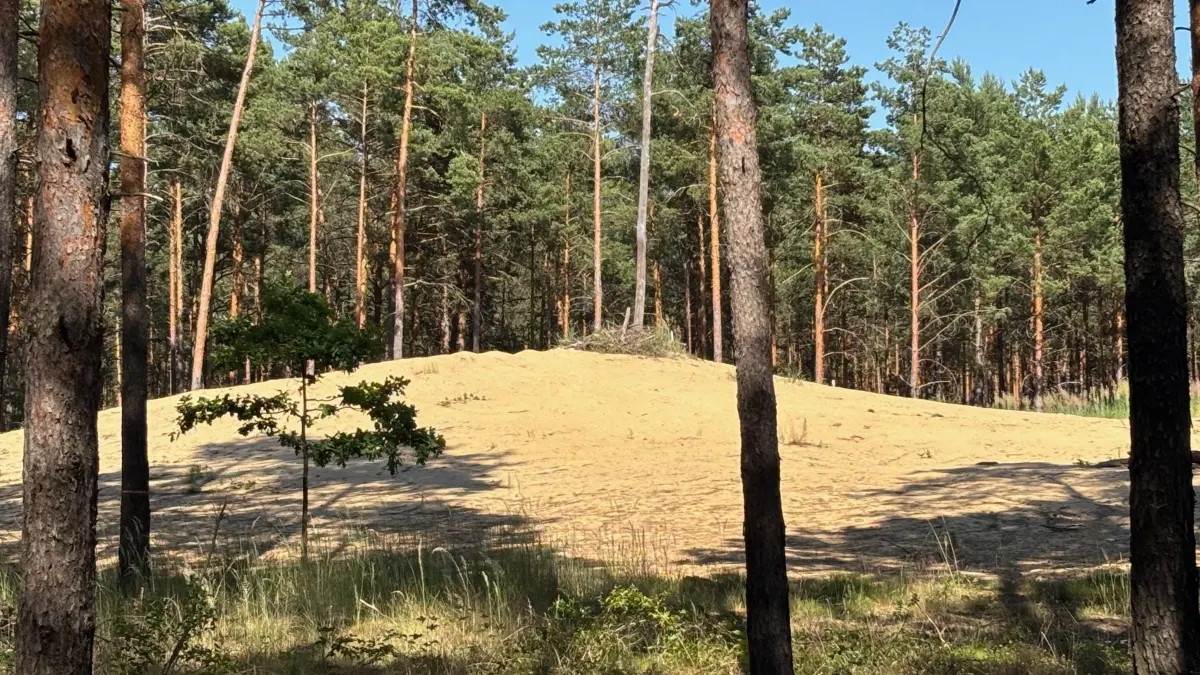 Impression vom Weißen Berg südöstlich von Bahnsdorf. Der Hügel befindet sich nur wenige Meter vom Nordufer des Sedlitzer Sees entfernt.