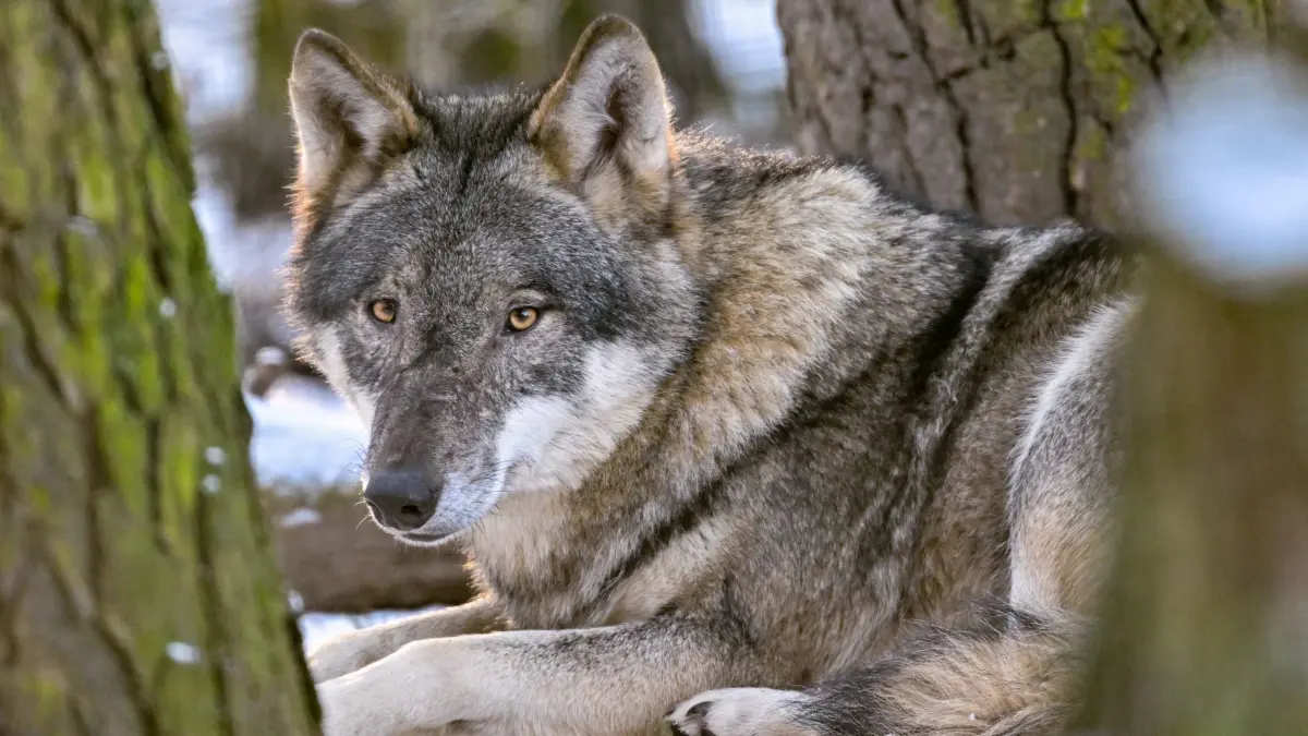 Wolf: ARCHIV - 07.02.2023, Brandenburg, Groß Schönebeck: Ein Wolf (Canis lupus) liegt in seinem winterlichen Gehege im Wildpark Schorfheide. (zu dpa: «Brandenburg ringt um Regeln für die Wolfsjagd») Foto: Patrick Pleul/dpa +++ dpa-Bildfunk +++