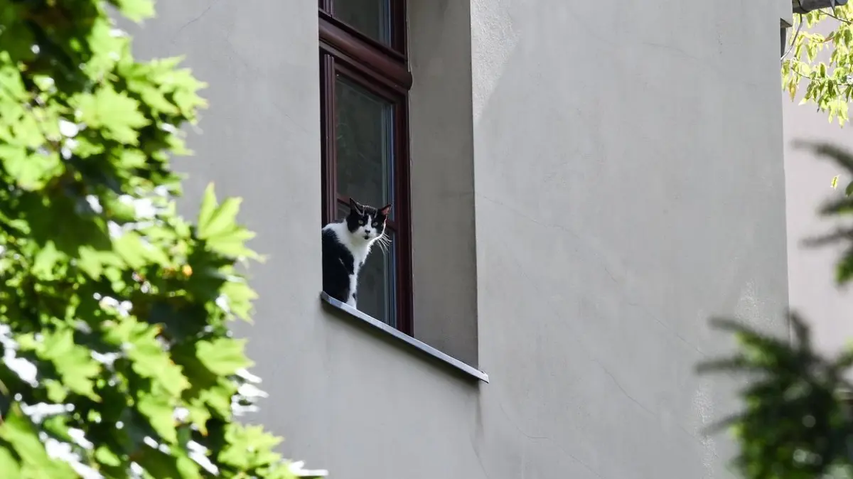 Katzen stürzen aus Fenster - Berliner Tierheim warnt