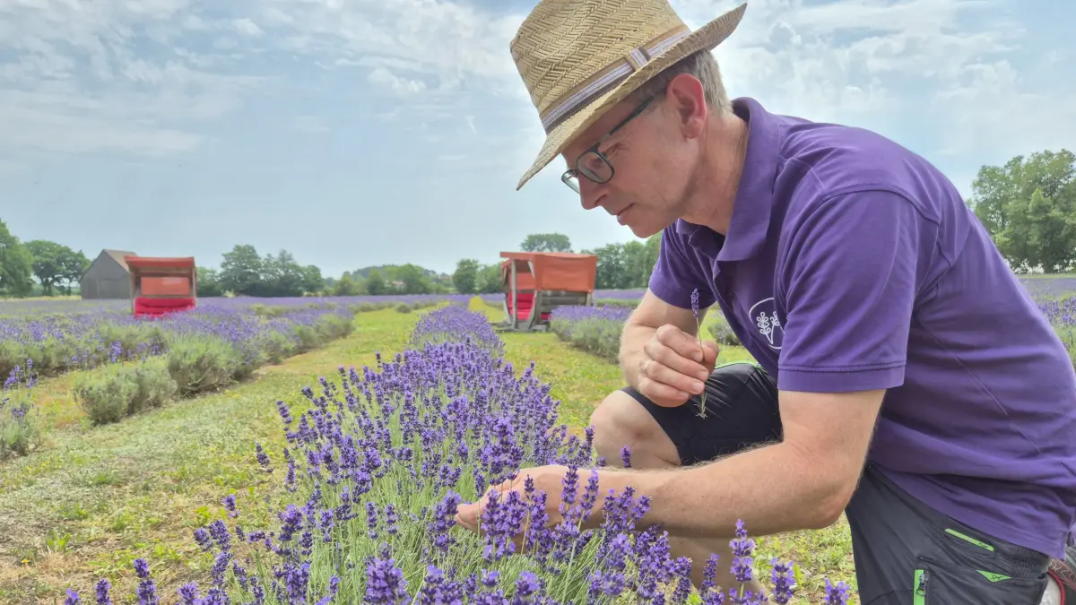 Andreas Graf ist Chef der Agrargenossenschaft See in Niesky-See. Er baut Lavendel an. Nicht in Frankreich. Sondern auf Lausitzer Sandboden.