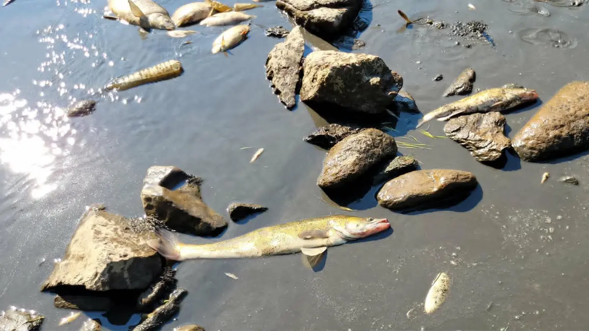 Tote Fische abgesammelt aus dem Bober unterhalb der Talsperre Pilchowice bei Jelenia Góra in Polen.