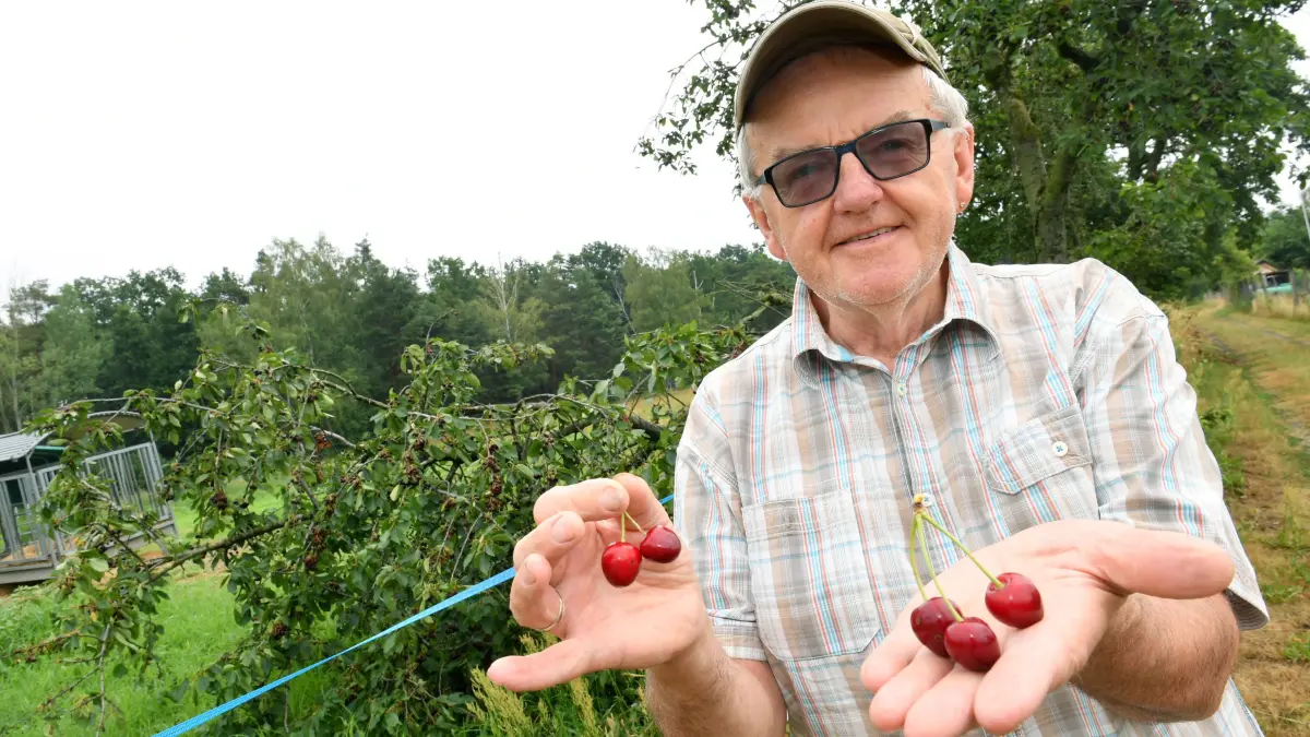 Zustände wie im Paradies – Reife Früchte im Überfluss hängen an den Bäumen – Jeder kann sie kostenlos ernten: Zustände wie im Paradies – Reife Früchte im Überfluss hängen an den Bäumen – Jeder kann sie kostenlos ernten
- Auf den Fotos ist Frank Gärtner (70) aus Gorden zu sehen auf der Plantage mit dem abgebrochenen Kirschen- Ast zwischen Hohenleipisch und Döllingen