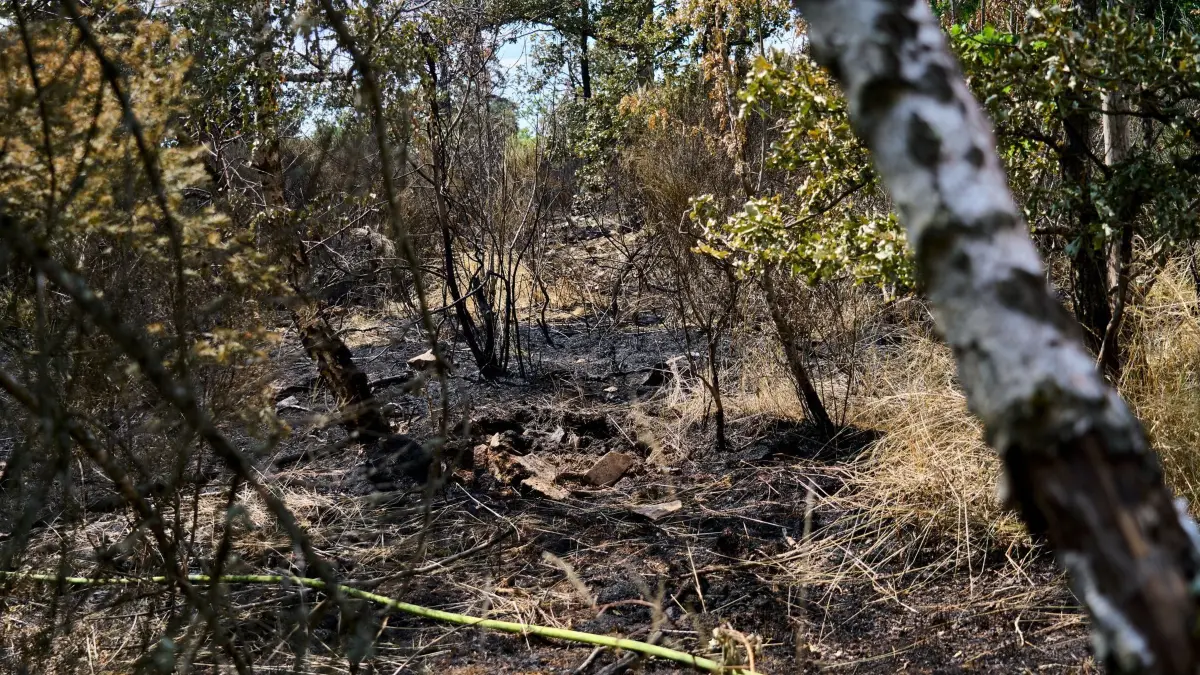 Waldbrand in mit Munition belastetem Gebiet: ARCHIV - 30.06.2026, Rheinland-Pfalz, Traisen: Brandstellen im Gebiet am Rotenfels im Kreis Bad Kreuznach. In einem Areal des teils mit Munition belasteten Sperrgebiets rücken Feuerwehrleute dem Brand jetzt direkt zu Leibe. (zu dpa: «Waldbrandareal bleibt gesperrt - nicht alle halten sich dran») Foto: Sascha Ditscher/dpa +++ dpa-Bildfunk +++