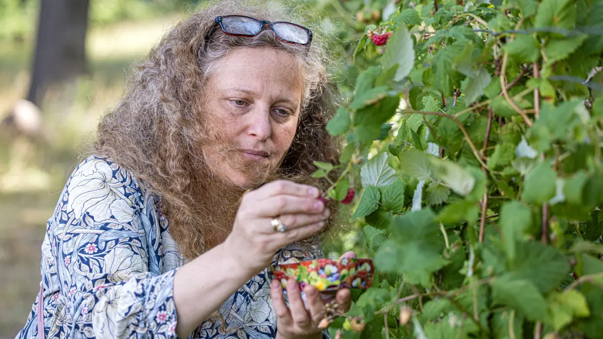 Bioobst am Obsthof Kolo: Lena Kolo pflückt auf ihrem Obsthof Himbeeren in eine Schale.
Der Bio-Obsthof am Rande des Drebkauer Ortsteiles Schorbus züchtet viele alte Stein- und Kernobstsorten, aber auch Beeren und sogar Wassermelonen. Die Vermarktung erfolgt in Bioläden der Region und auf dem von der Familie gepachteten Steinitzhof.