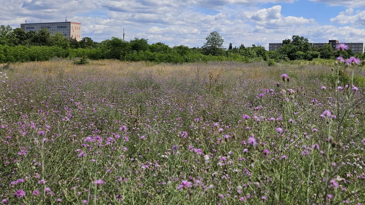 Auf dieser rund 42.000 Quadratmeter großen Fläche in der „Neuen Kühnichter Heide“ sollen unter anderem Edeka, Aldi und Jysk entstehen. Ob die Stadt Hoyerswerda das Grundstück unter Marktwert verkauft hat, beschäftigt derzeit das Landgericht Bautzen.