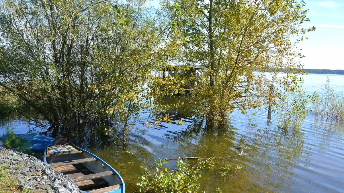 Wildwuchs am Spremberger Stausee. Der Staudamm macht deshalb Probleme. Die Talsperre wird jetzt gezielt abgelassen, damit die Pflanzen mit der chemischen Keule beseitigt werden können.
